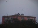 Alexandre Del Torchio (法国)ville4